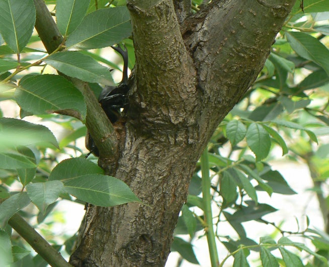 川縁のヤナギ(左)_土手側から覗くと カブトムシ♂_2021年7月11日14時15分頃 気温33度